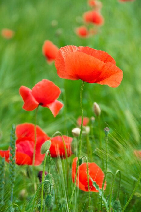 Papier peint  Coquelicots dans l'herbe