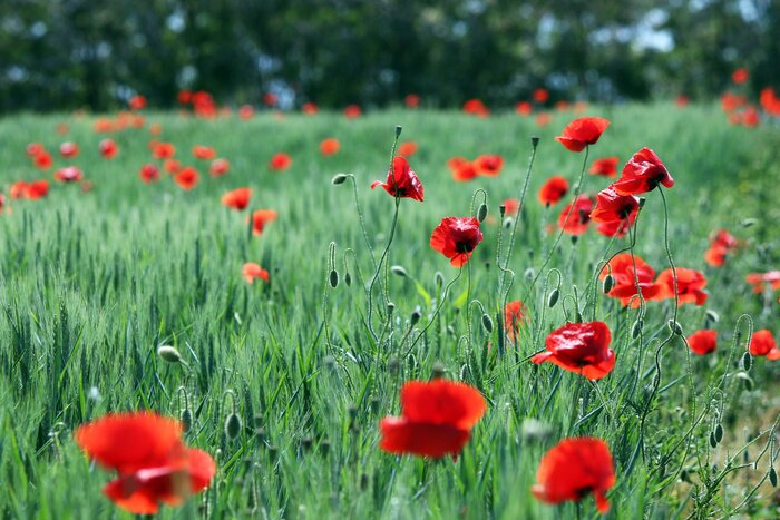Papier peint  Coquelicots dans l'herbe verte