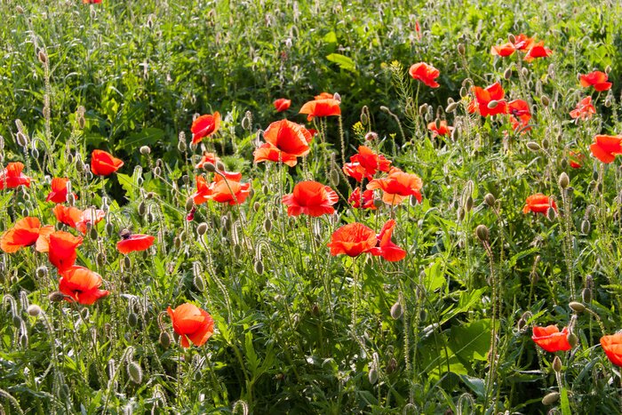 Papier peint  Coquelicots dans la nature