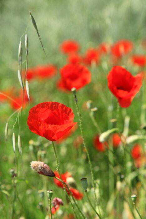 Papier peint  Coquelicots dans la prairie