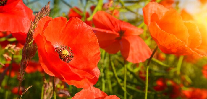 Papier peint  Coquelicots dans le champ au soleil