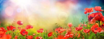 Papier peint  Coquelicots dans une prairie en plein soleil