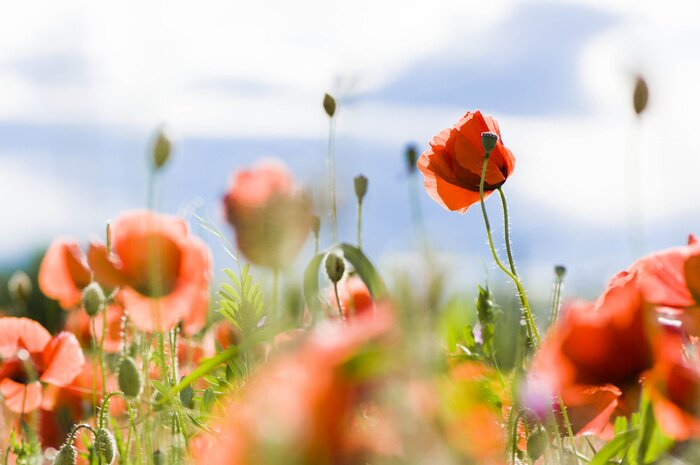 Papier peint  Coquelicots des champs