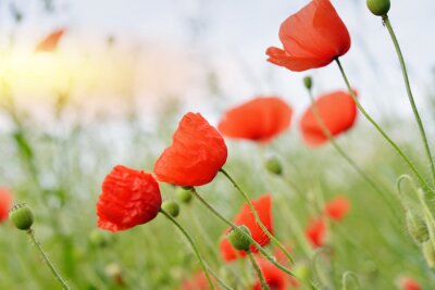 Papier peint  Coquelicots des champs et herbes