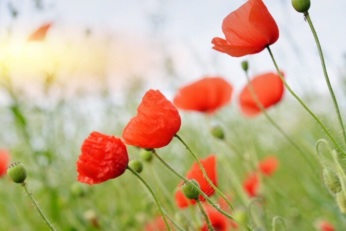 Papier peint  Coquelicots des champs et herbes