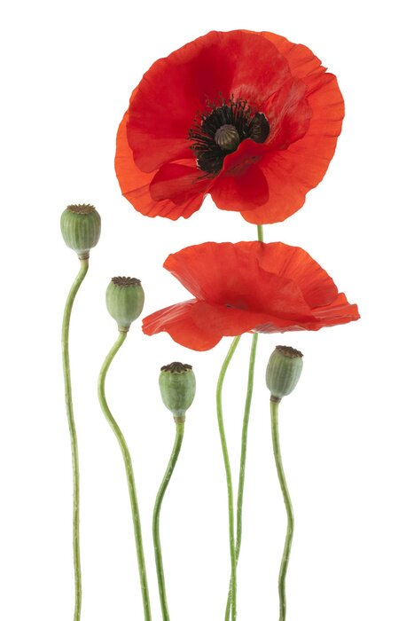 Papier peint  Coquelicots des champs fond blanc