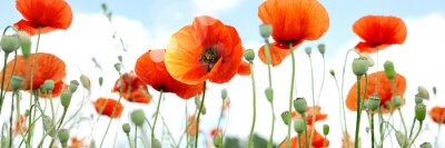Papier peint  Coquelicots des champs sur le ciel