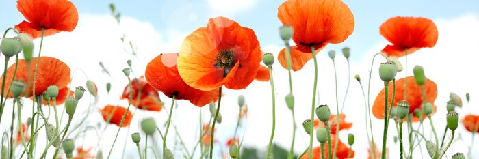 Papier peint  Coquelicots des champs sur le ciel