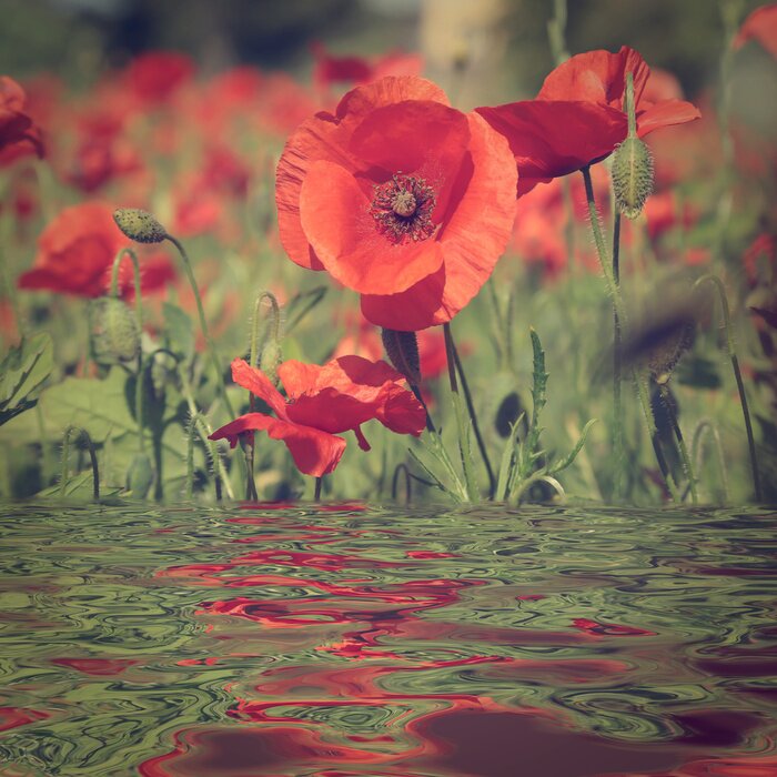 Papier peint  Coquelicots, eau ondulée
