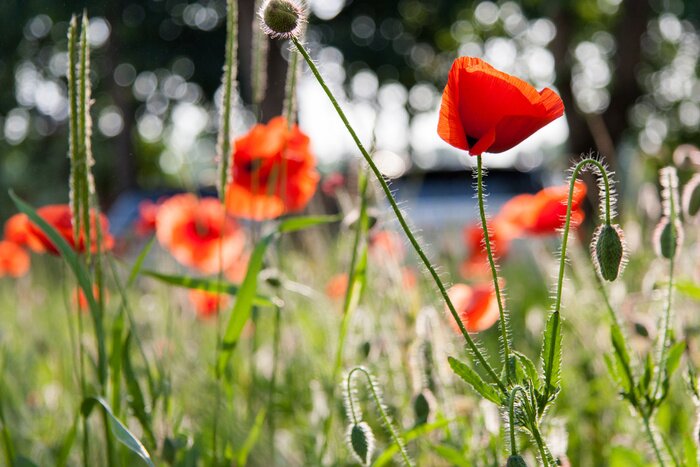 Papier peint  Coquelicots en fleurs et verdure