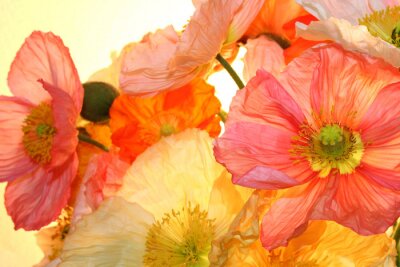 Coquelicots en papier poudré à la lumière