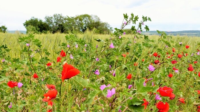 Papier peint  Coquelicots et arbustes des champs