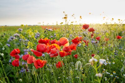 Papier peint  Coquelicots et bleuets dans la prairie