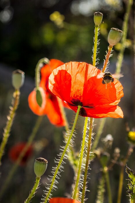 Papier peint  Coquelicots et bourgeons