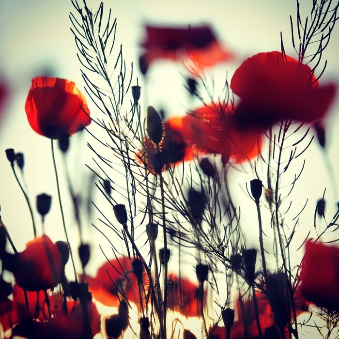 Papier peint  Coquelicots et feuilles des plantes