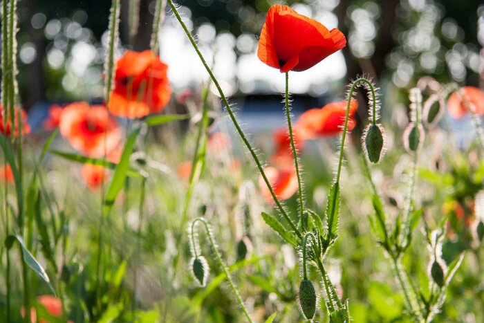 Papier peint  Coquelicots et feuilles vertes