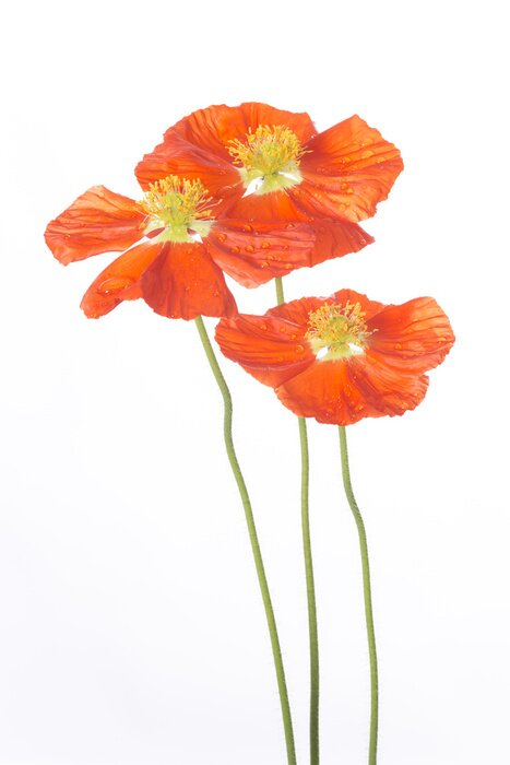 Papier peint  Coquelicots et gouttes d'eau