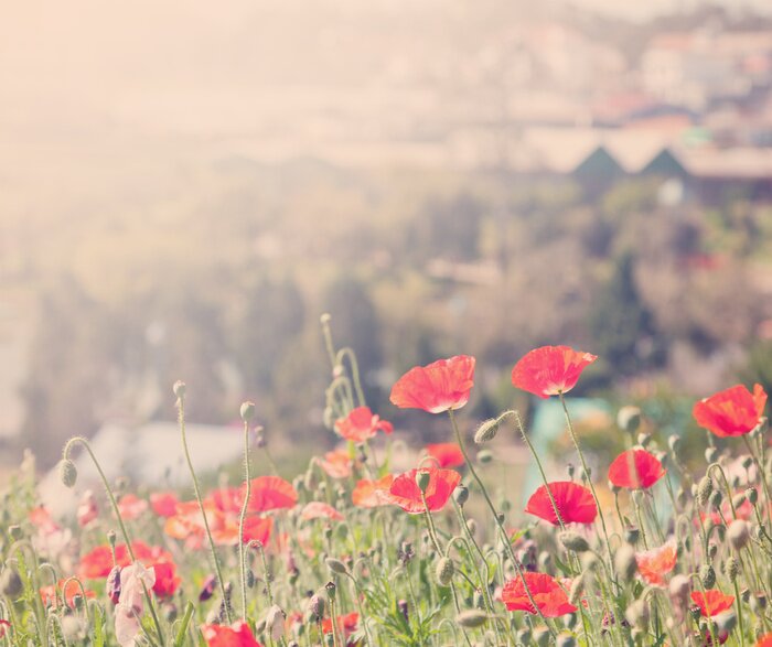 Papier peint  Coquelicots et la ville en arrière-plan