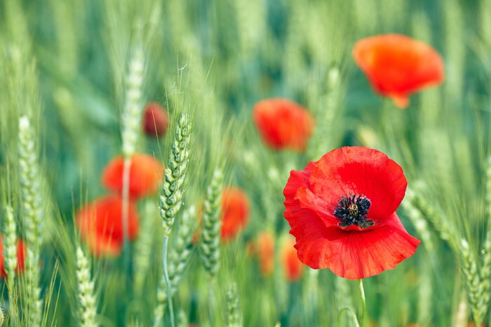 Papier peint  Coquelicots et le blé en arrière-plan
