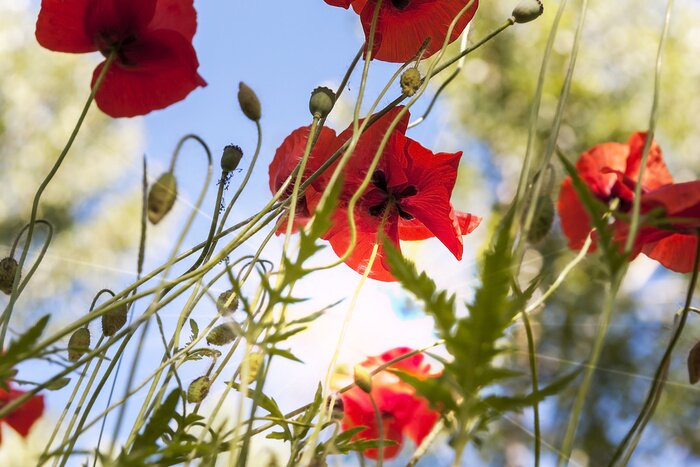Papier peint  Coquelicots et paysage du ciel