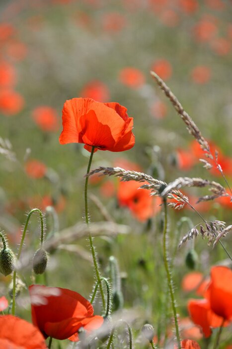 Papier peint  Coquelicots et plantes des champs
