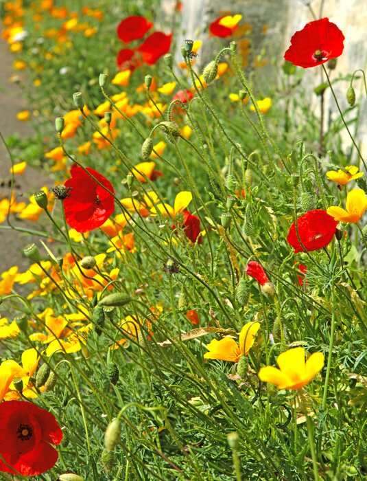 Papier peint  Coquelicots et plantes jaunes