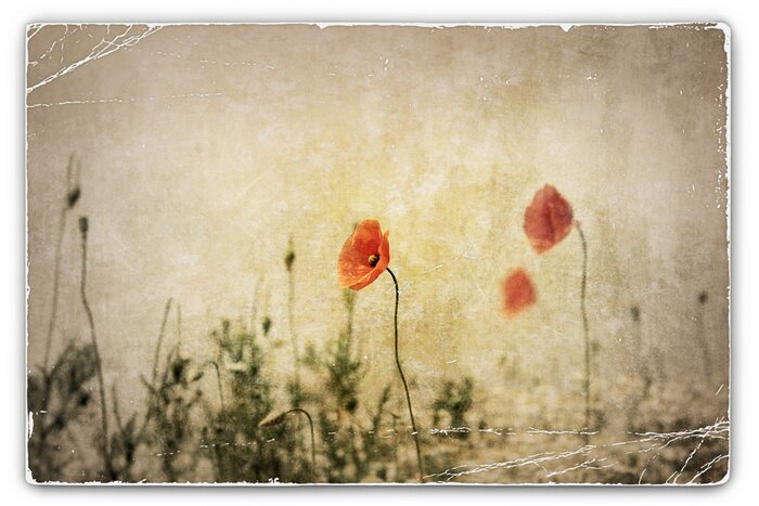 Papier peint  Coquelicots et verdure sur un fond vintage