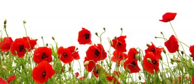 Coquelicots isolés sur un pré