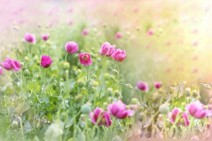 Papier peint  Coquelicots mauves dans la prairie
