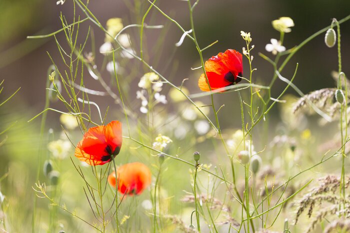 Papier peint  Coquelicots, nature, herbes