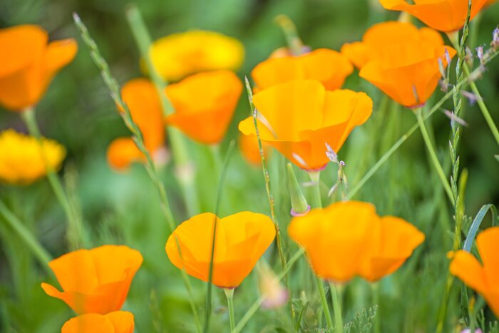 Papier peint  Coquelicots oranges
