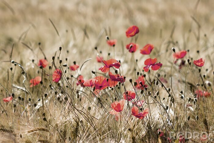 Papier peint  Coquelicots poussant dans un champ