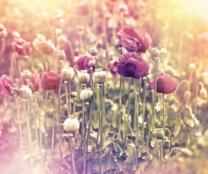 Papier peint  Coquelicots rétro au soleil