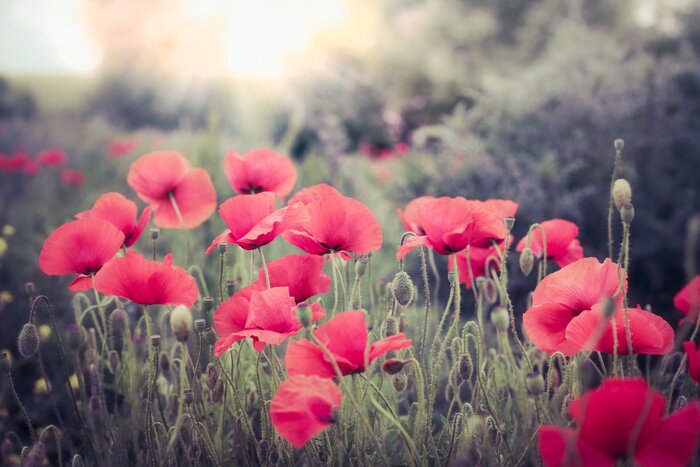 Papier peint  Coquelicots rouges aux couleurs tamisées