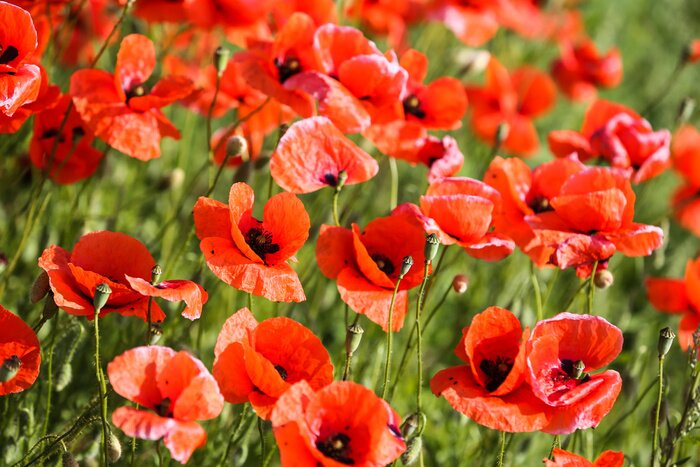 Papier peint  Coquelicots rouges dans la prairie