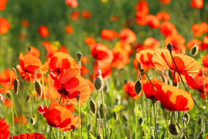 Papier peint  Coquelicots rouges dans une clairière verte