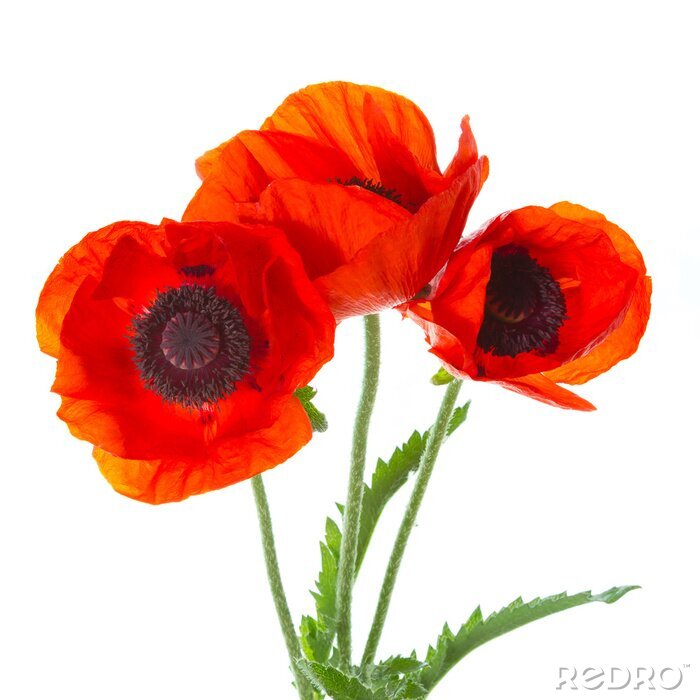 Papier peint  Coquelicots rouges délicats