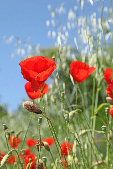 Papier peint  Coquelicots rouges et ciel