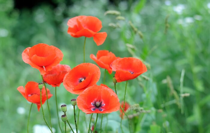 Papier peint  Coquelicots rouges et la nature en arrière-plan