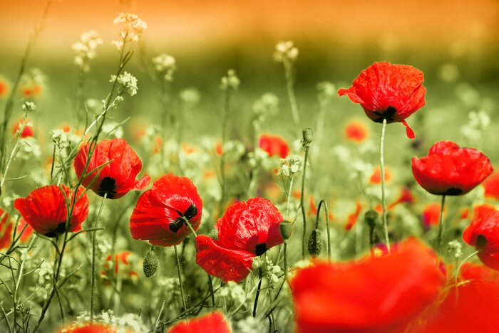 Papier peint  Coquelicots rouges et plantes des champs