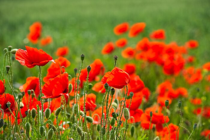 Papier peint  Coquelicots rouges expressifs