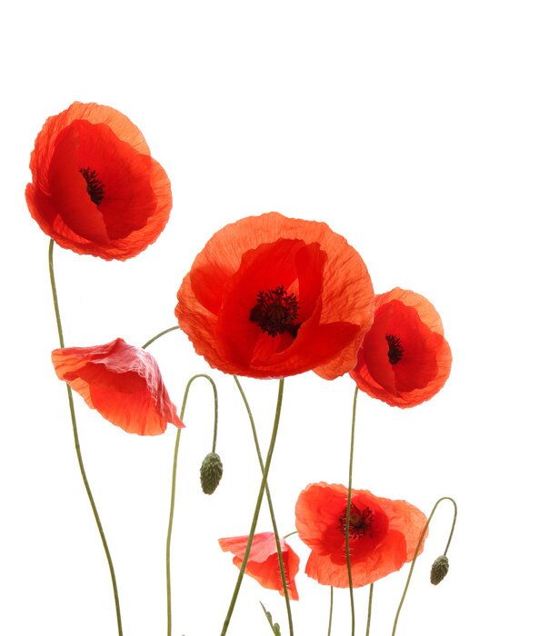 Papier peint  Coquelicots rouges sur fond blanc avec pétales étalés