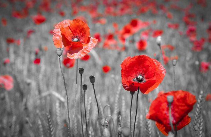 Papier peint  Coquelicots rouges sur un fond monochrome