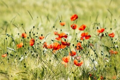 Papier peint  Coquelicots sauvages dans la prairie