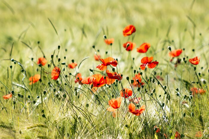 Papier peint  Coquelicots sauvages dans la prairie