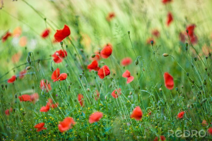 Papier peint  Coquelicots sauvages en été