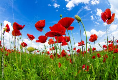 Papier peint  Coquelicots sous un ciel bleu