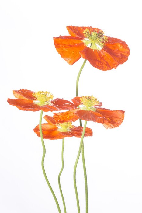 Papier peint  Coquelicots sur fond blanc et gouttes d'eau