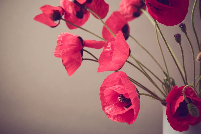 Papier peint  Coquelicots sur fond gris