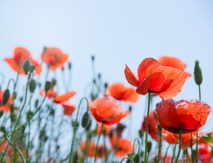 Papier peint  Coquelicots sur le ciel